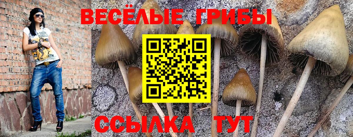 Псилоцибиновые грибы Psilocybe Екатеринбург
